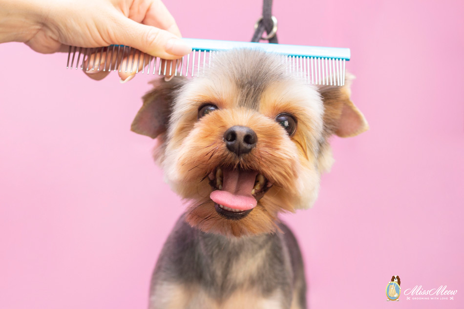 Best dog grooming