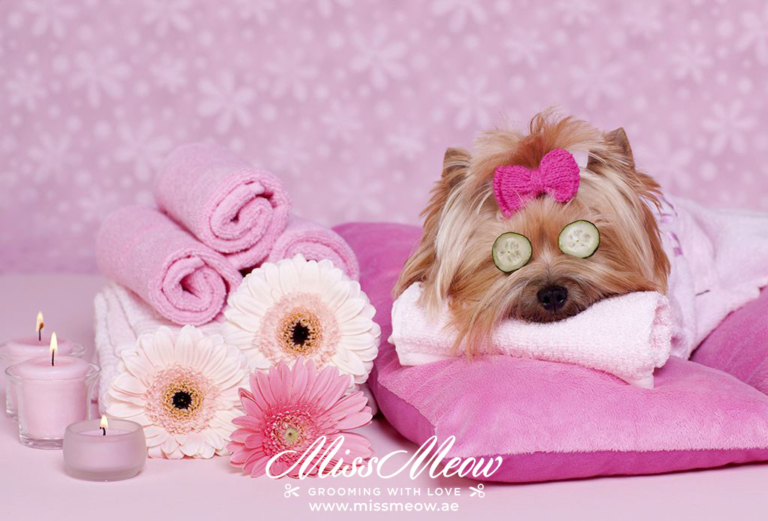 7 Key Tips for Preparing Pets for Grooming in Dubai