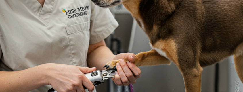 How to Prepare Your Dog for Their First Grooming Visit