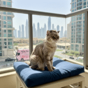 Best Summer Grooming Styles for Pets in Dubai