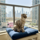 Best Summer Grooming Styles for Pets in Dubai