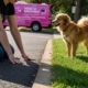 How to Protect Your Pet’s Paws from Hot Pavements