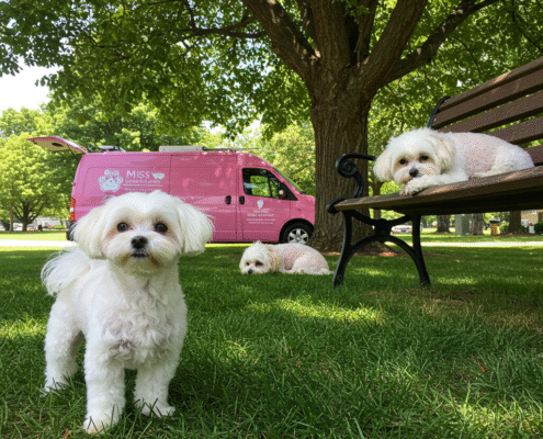 Top Summer Haircuts for Small Breeds in Hot Weather