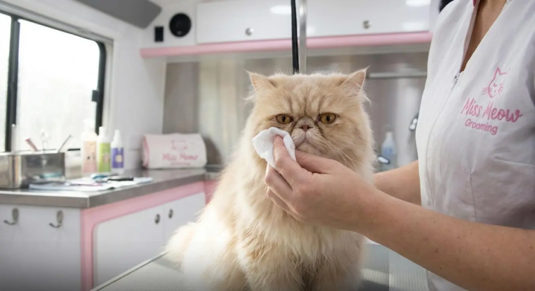 How to Clean Your Flat-Faced Cat’s Eyes and Ears